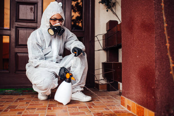 Reliable Wasp Removal contractor in Rockledge, FL by Show Me Pest Control